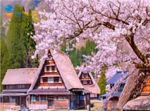 Tour Nhật Bản Mùa Hoa Anh Đào: Cung Đường Làng Cổ Shirakawa-go